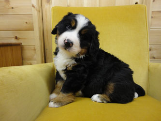 The Russian Boys Litter - 6th Week - Day Forty One Pictures