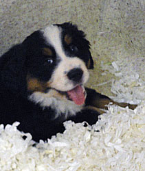 The Russian Boys Litter - 7th Week - Day Forty Seven Pictures