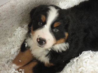 The Russian Boys Litter - 7th Week - Day Forty Seven Pictures
