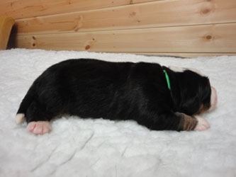 The Russian Boys Litter - Day Four Pictures