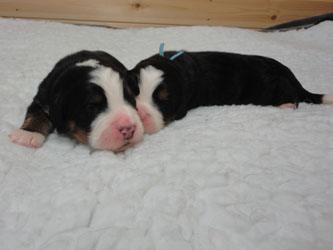 The Russian Boys Litter - Day Four Pictures