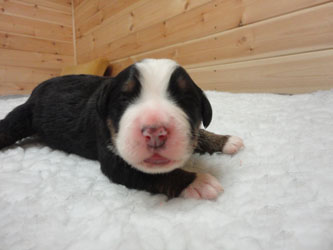 The Russian Boys Litter - Day Four Pictures