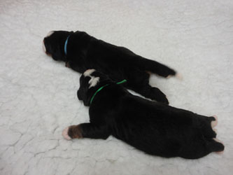 The Russian Boys Litter - Day Four Pictures