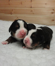 The Russian Boys Litter - Day Four Pictures