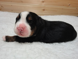 The Russian Boys Litter - Day Four Pictures