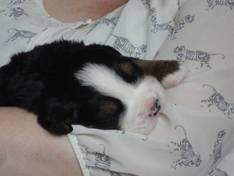 The Russian Boys Litter - 1 Week Old - Day Fourteen Pictures