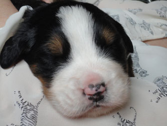 The Russian Boys Litter - 1 Week Old - Day Fourteen Pictures