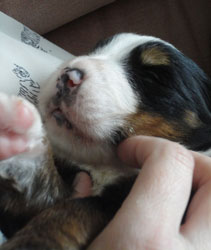 The Russian Boys Litter - 1 Week Old - Day Fourteen Pictures