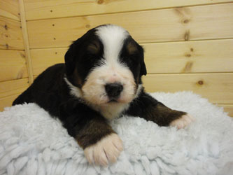 The Russian Boys Litter - 1 Week Old - Day Nineteen Pictures