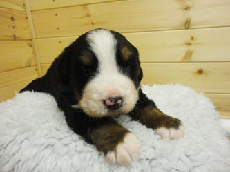The Russian Boys Litter - 1 Week Old - Day Nineteen Pictures