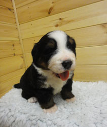 The Russian Boys Litter - 1 Week Old - Day Nineteen Pictures