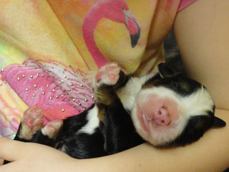 The Russian Boys Litter - Day One Pictures