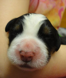 The Russian Boys Litter - Day One Pictures