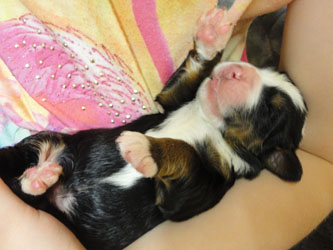 The Russian Boys Litter - Day One Pictures