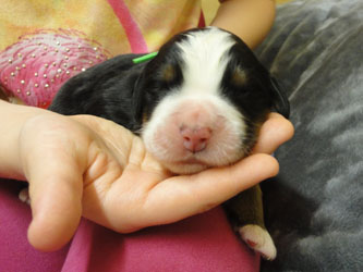The Russian Boys Litter - Day One Pictures