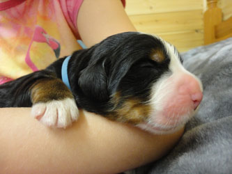 The Russian Boys Litter - Day One Pictures