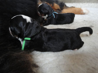 The Russian Boys Litter - Day One Pictures