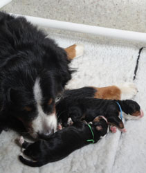 The Russian Boys Litter - Day One Pictures