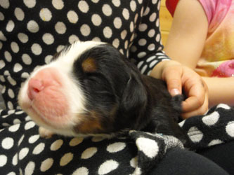 The Russian Boys Litter - Day One Pictures
