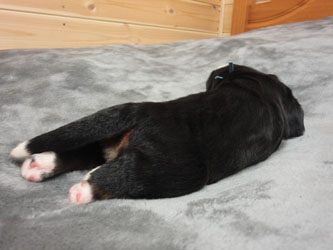 The Russian Boys Litter - 1 Week Old - Day Seven Pictures