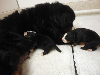 The Russian Boys Litter - Day Six Pictures