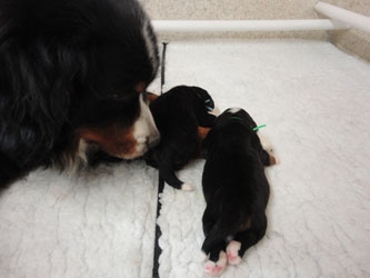 The Russian Boys Litter - Day Six Pictures
