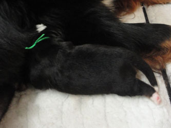 The Russian Boys Litter - Day Six Pictures