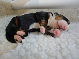 The Russian Boys Litter - Day Six Pictures