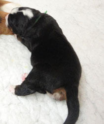 The Russian Boys Litter - Day Six Pictures