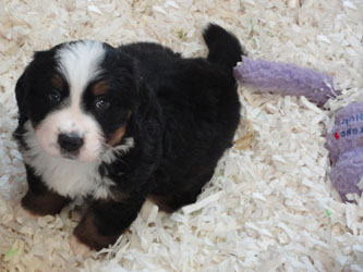 The Russian Boys Litter - 6th Week - Day Thirty Eight Pictures