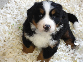 The Russian Boys Litter - 6th Week - Day Thirty Eight Pictures