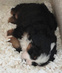 The Russian Boys Litter - 6th Week - Day Thirty Eight Pictures