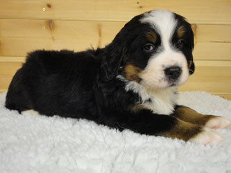 The Russian Boys Litter - 6th Week - Day Thirty Five Pictures