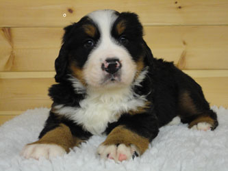 The Russian Boys Litter - 6th Week - Day Thirty Five Pictures