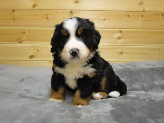 The Russian Boys Litter - 6th Week - Day Thirty Nine Pictures