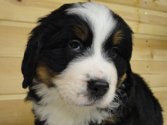 The Russian Boys Litter - 6th Week - Day Thirty Seven Pictures