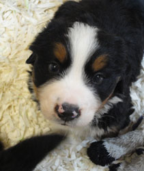 The Russian Boys Litter - 5th Week - Day Thirty Three Pictures