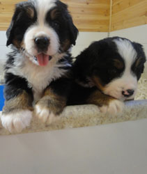 The Russian Boys Litter - 5th Week - Day Thirty Two Pictures