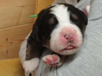 The Russian Boys Litter - Day Three Pictures