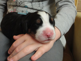 The Russian Boys Litter - Day Three Pictures