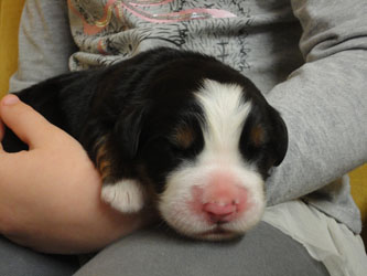 The Russian Boys Litter - Day Three Pictures