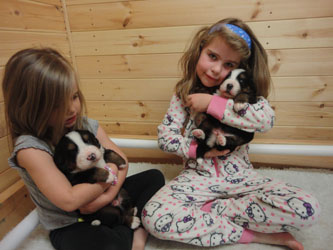The Russian Boys Litter - 1 Week Old - Day Twenty Pictures