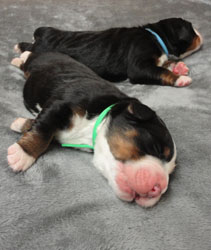 The Russian Boys Litter - Day Two Pictures