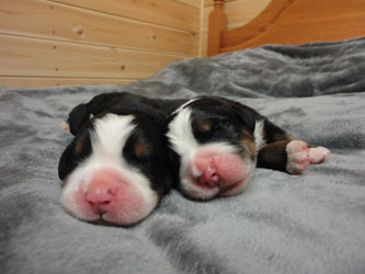 The Russian Boys Litter - Day Two Pictures