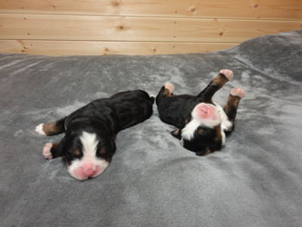 The Russian Boys Litter - Day Two Pictures