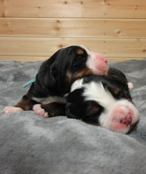 The Russian Boys Litter - Day Two Pictures