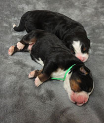 The Russian Boys Litter - Day Two Pictures