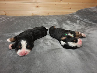 The Russian Boys Litter - Day Two Pictures