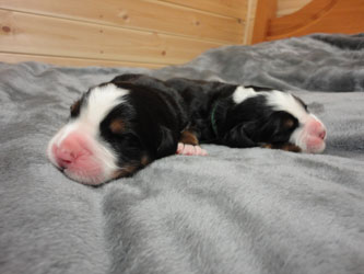 The Russian Boys Litter - Day Two Pictures