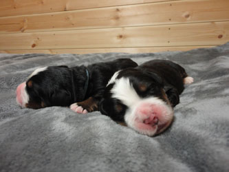 The Russian Boys Litter - Day Two Pictures